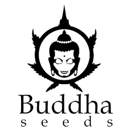 buddha-seeds